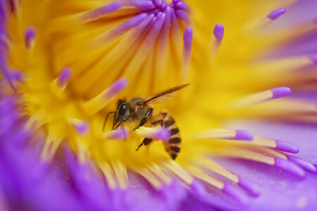 Bi, blomma, insekt, kronblad, växt