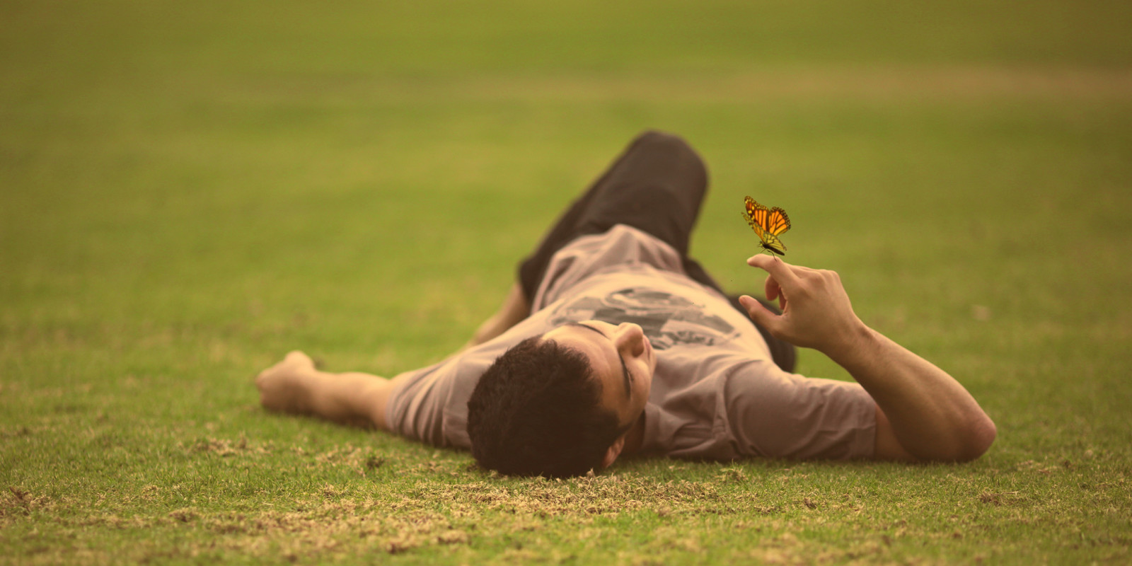 herbe, PAPILLON, champ, Homme, allongé