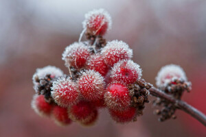 l'automne, baies, branche, cristaux, gel, la glace