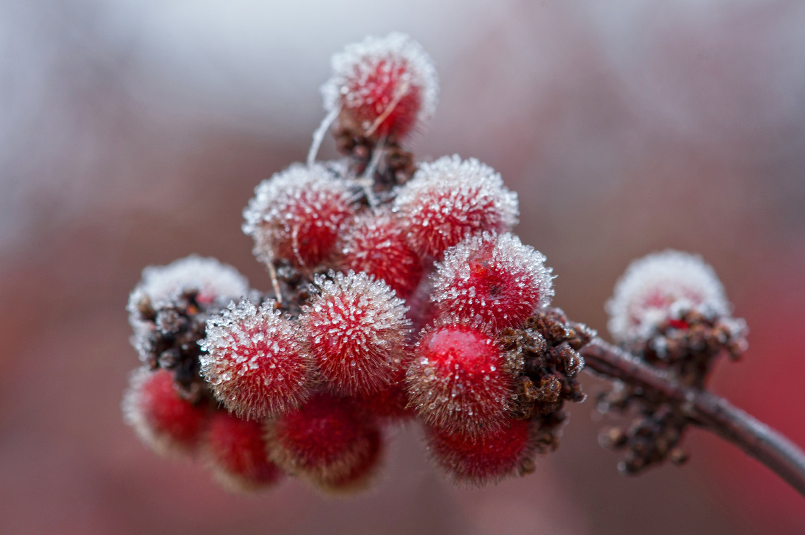 autumn, ice, frost, berries, branch, crystals