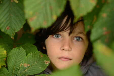 bambino, le foglie, Guarda