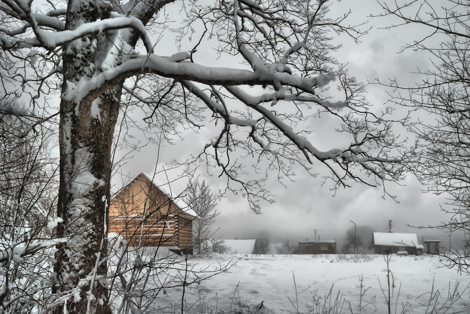 snø, tre, natur, vinter, trær, frost, Russland, gren