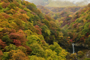 follaje, bosque, paisaje, arboles, cascada