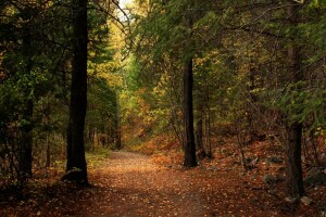 høst, skog, blader, Parkere, steiner, sollys, veien, trær