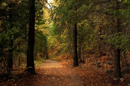 herfst, Woud, bladeren, Park, stenen, zonlicht, de weg, bomen