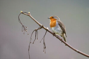 Contexte, oiseau, branche, Robin