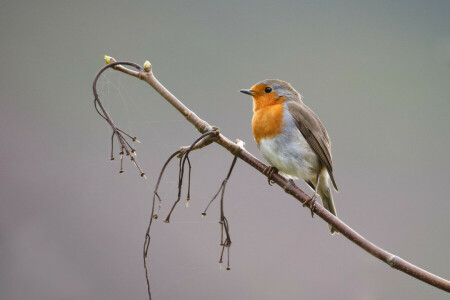 background, bird, branch, Robin